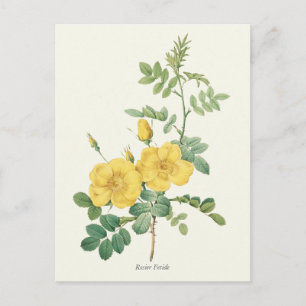 Cartão Postal Vintage Yellow Rose Botanical Impressão