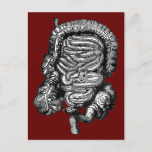 CARTÃO POSTAL VINTAGEM DE DIAGRAMA DE INTESTINAS