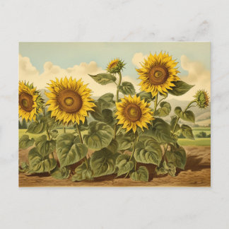 Cartão Postal Vintaglicos Jardim de Girassol