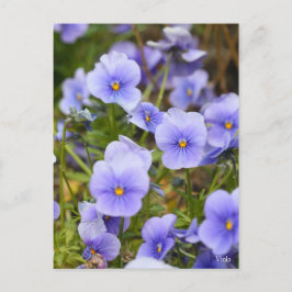 Cartão Postal Viola [Cartão postal]