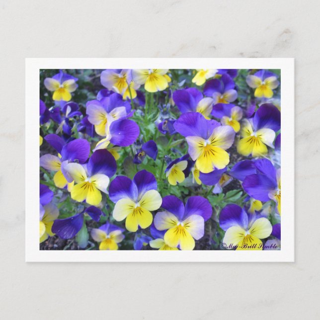 Cartão Postal Viola cornuta (Frente)