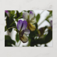 Viola de Lorraine