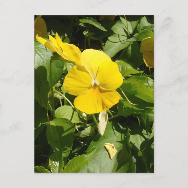 Cartão Postal Viola 'Swiss Giant Yellow' (Frente)