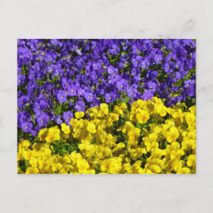 Cartão Postal Violas roxas e amarelas coloridas
