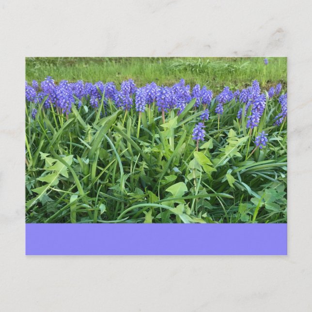 Cartão Postal Violet Bluebells - Herschberg, Alemanha (Frente)