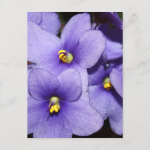Cartão Postal Violet Boquet
