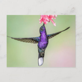 Cartão Postal Violet Hummingbird em Voo