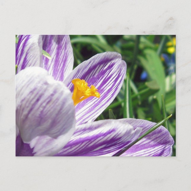 Cartão Postal Violet primavera crocus (Frente)