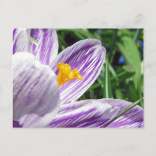 Cartão Postal Violet Primavera Crocus