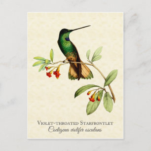 Cartão Postal Violet Throated Hummingbird Vintage Art