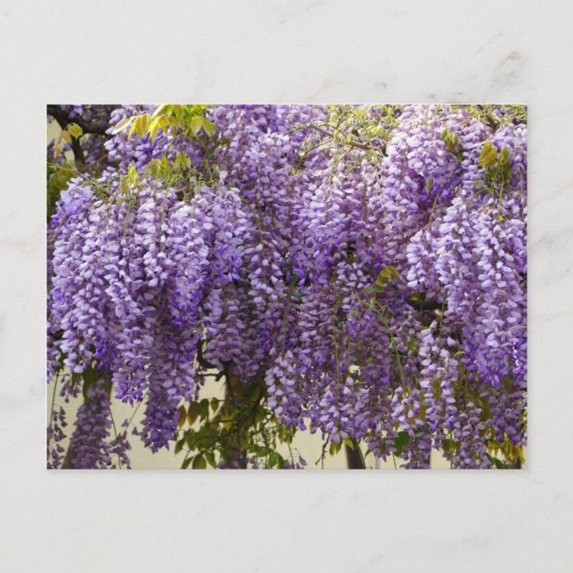 Cartão Postal Violet Wisteria Flowers (Frente)