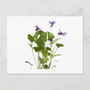 Cartão Postal Violeta
