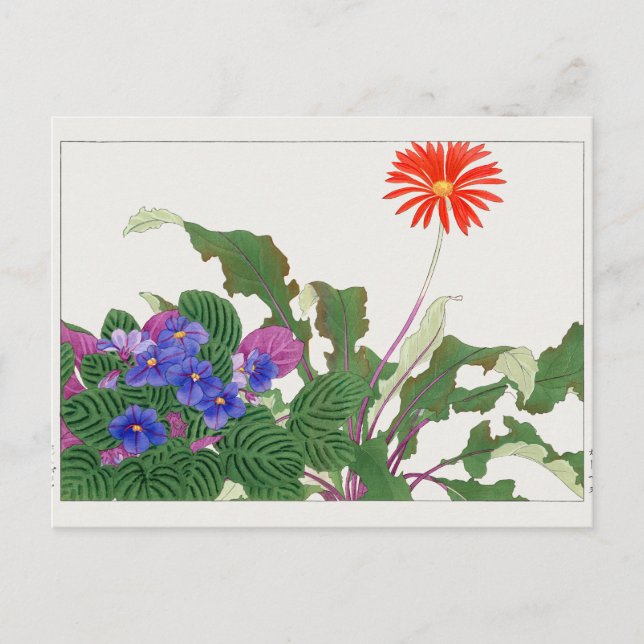 Cartão Postal Violeta africana, Gerbera por Tanigami Konan (Frente)
