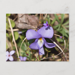 Cartão Postal Violeta de Pássaros com Bluets