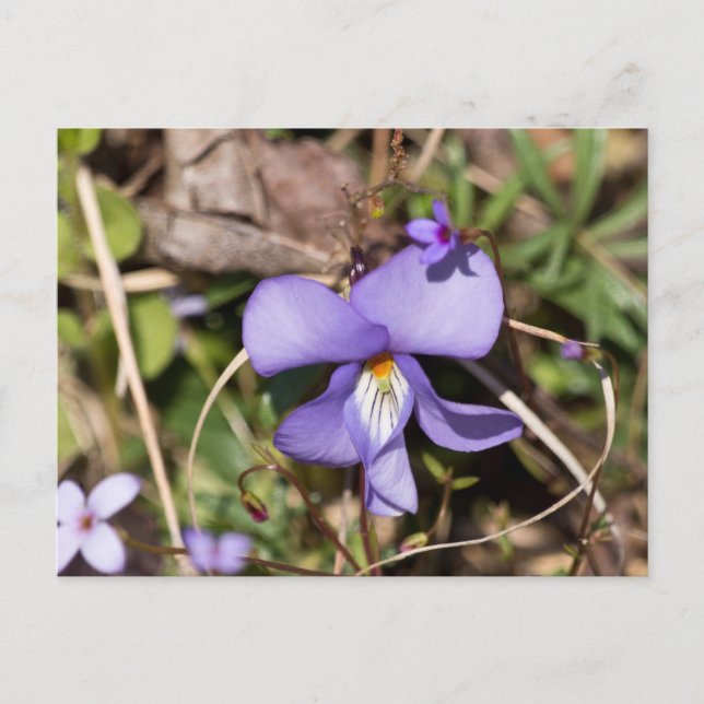 Cartão Postal Violeta de Pássaros com Bluets (Frente)