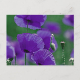 Cartão Postal violett Mohn Art