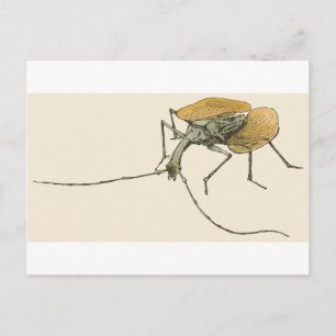 Cartão Postal Violin Beetle