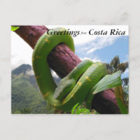 Viper Verde na Costa Rica