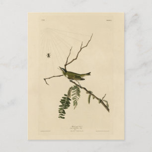 Cartão Postal Vireo de olhos vermelhos das aves da América de Au