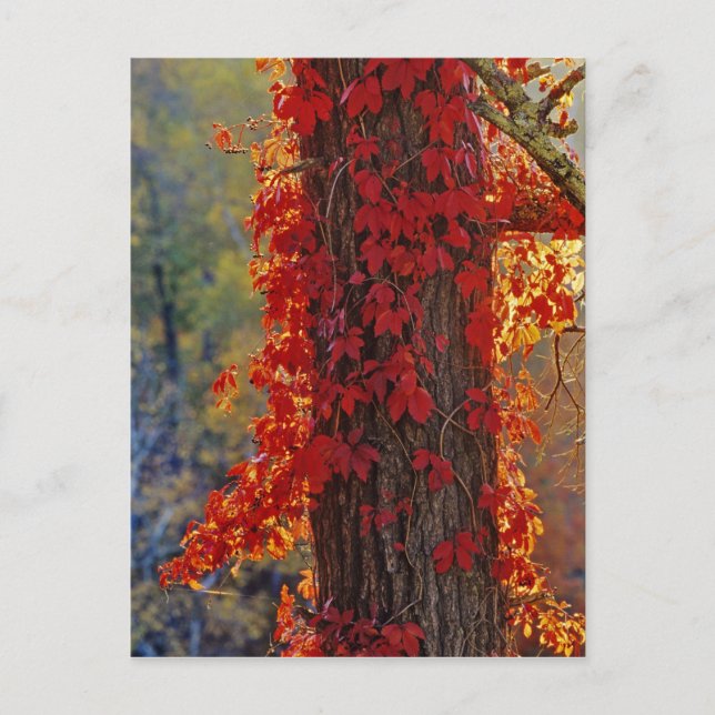 Cartão Postal Virginia Creeper vermelho brilhante no outono em (Frente)