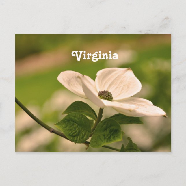 Cartão Postal Virginia Dogwood (Frente)
