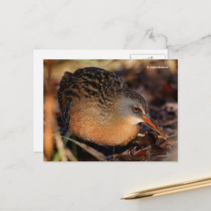 Cartão Postal Virginia Rail Waterbird em Underbrush