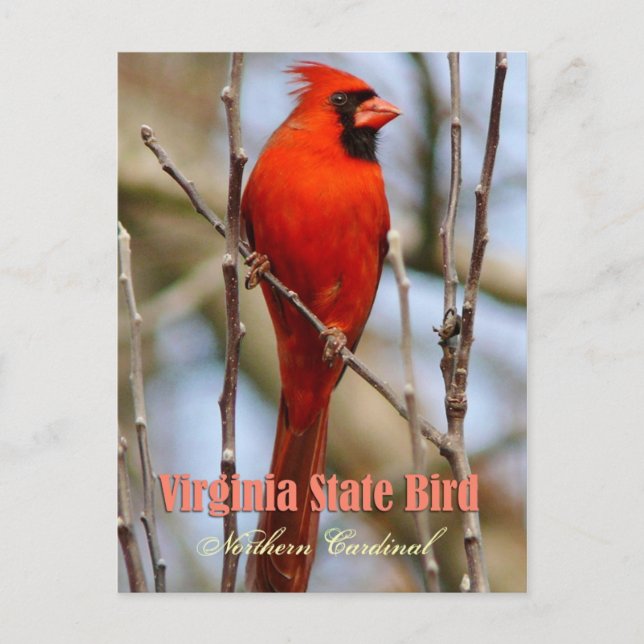 Cartão Postal Virginia State Bird - Cardinal Norte (Frente)