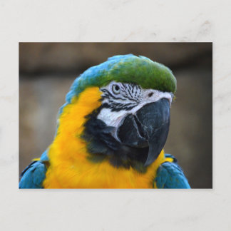 Cartão Postal visão da cabeça de papagaio azul e dourado c
