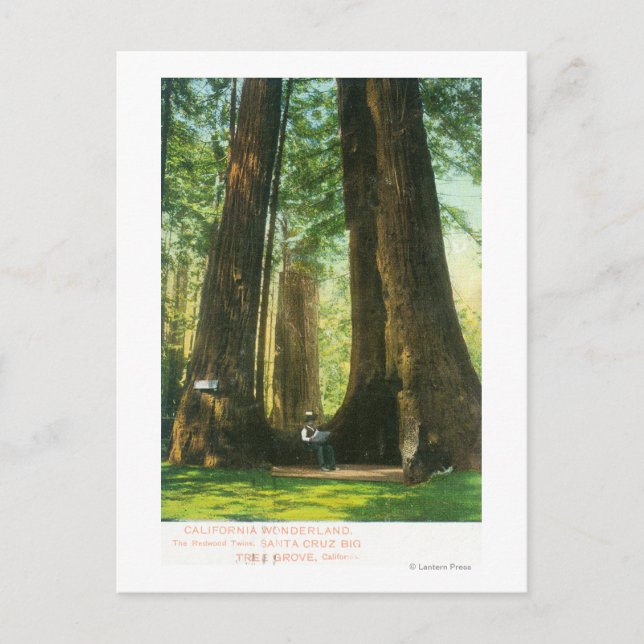 Cartão Postal Visão de Gêmeos Sequoias na Grande Árvore (Frente)