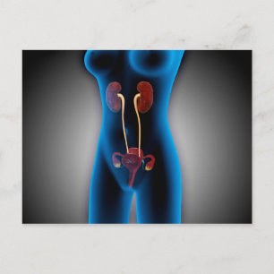 Cartão Postal Visão De Raios X Do Corpo Feminino Com Reproduç
