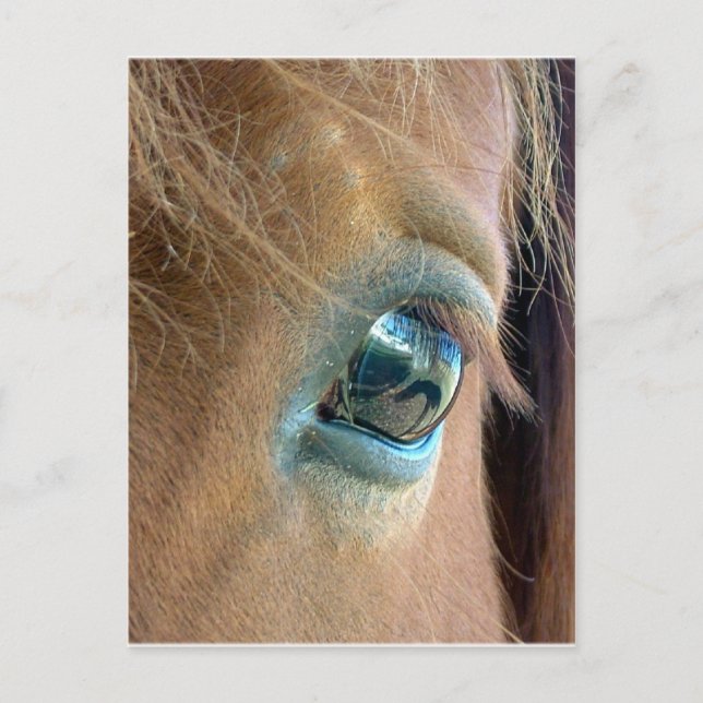Cartão Postal Visão do Cavalo (Frente)