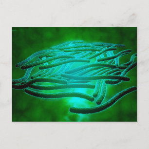 Cartão Postal Visão Microscópica Da Legionella Pneumophila 1