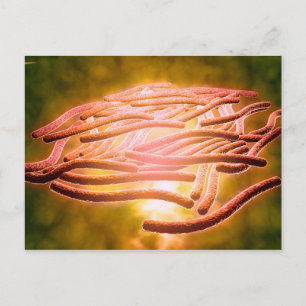 Cartão Postal Visão Microscópica Da Legionella Pneumophila 2