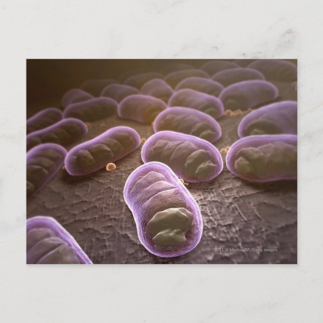 Cartão Postal Visão microscópica das bactérias (Frente)
