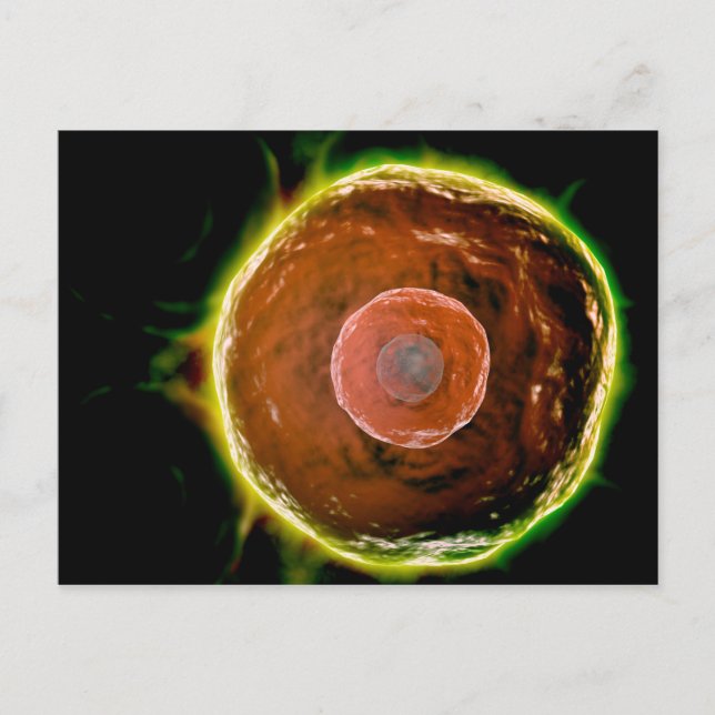 Cartão Postal Visão Microscópica Das Células B Humanas 2 (Frente)