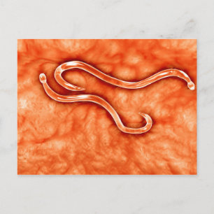 Cartão Postal Visão Microscópica de Ancilostomo 2