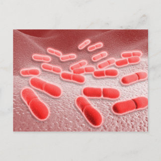 Cartão Postal Visão Microscópica De Listeria Monocytogenes 4