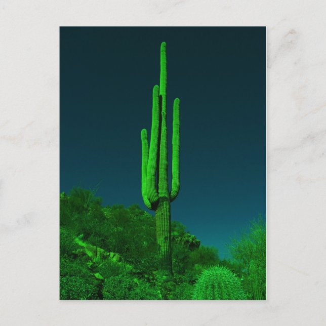 Cartão Postal Visão Noturna Cactus (Frente)