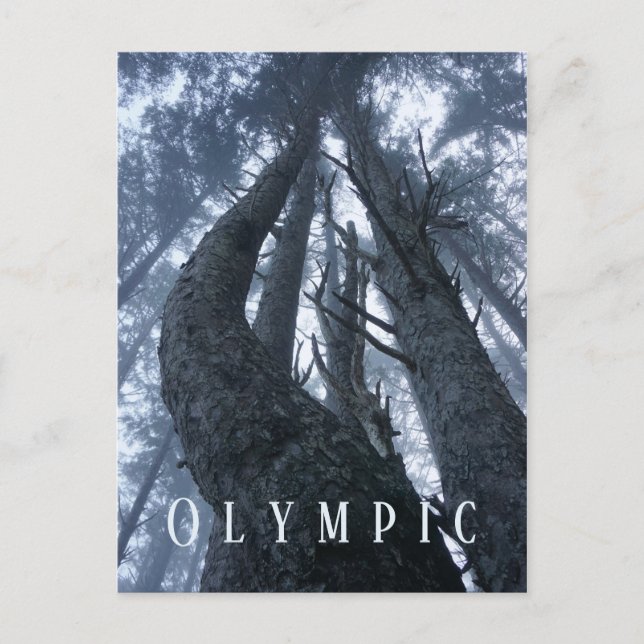 Cartão Postal Visão Superior de Árvore do Parque Nacional da Oli (Frente)