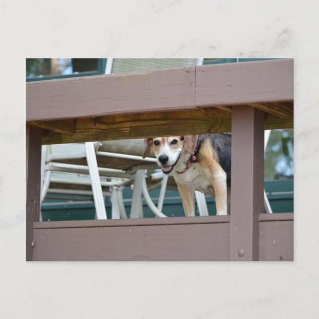 Cartão Postal Visitante de Cachorro Amigável (Frente)