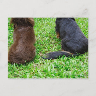 Cartão Postal Vista da retaguarda de dois cães Dachshund