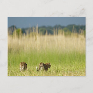 Cartão Postal Vista da retaguarda do Leopardo (Panthera pardus) 