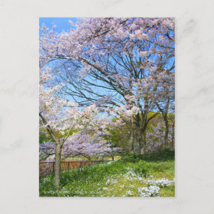 Cartão Postal Vista das flores de cereja ( & Primavera Star)
