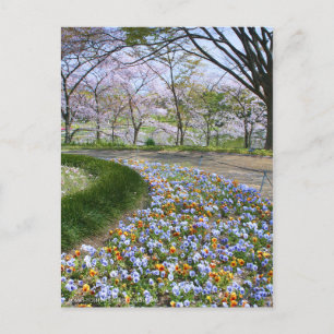 Cartão Postal Vista das flores de cereja (& Viola)