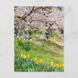 Cartão Postal Vista das flores de cerejeira (& Wild Daffodil)