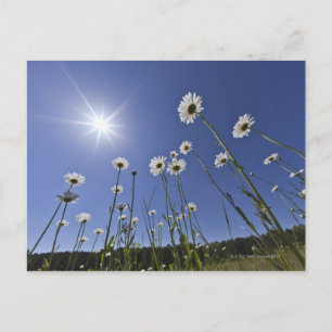 Cartão Postal Vista de baixo ângulo das flores margaridas e da