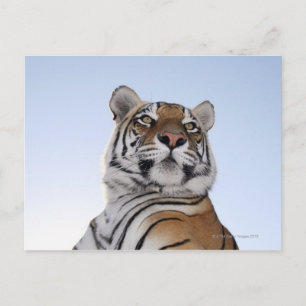 Cartão Postal Vista de baixo ângulo de um Tigre (Panthera tigris