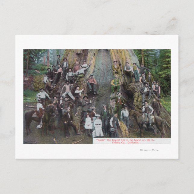 Cartão Postal Vista de Boole, a maior árvore do mundo (Frente)