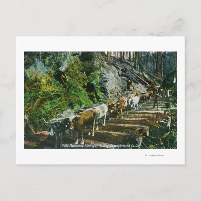Cartão Postal Vista de Equipes de Bois Transportando Toras (Frente)