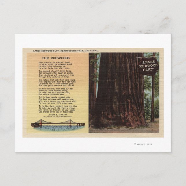 Cartão Postal Vista de Lanes Redwood Flat (Frente)